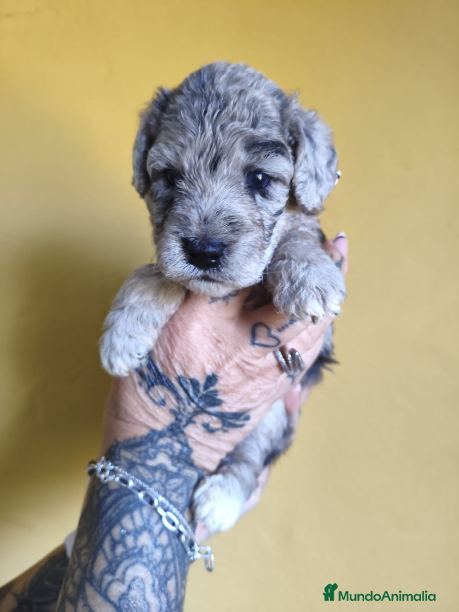 Raza Mixta perros Foodle  - Anuncio 2
