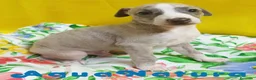 Pequeño Lebrel Italiano perros en venta: Lebrel Italiano Macho 4291 AQUANATURA - Anuncio 7