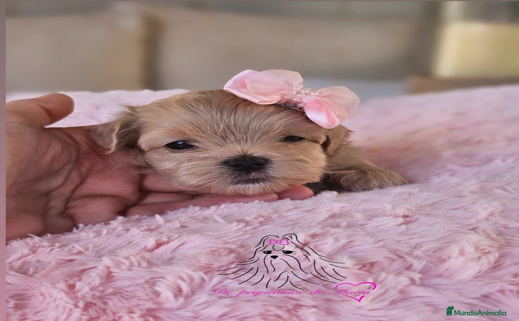 Maltipoo perros - Anuncio 1
