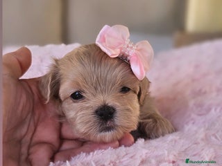 Maltipoo perros - Anuncio 2