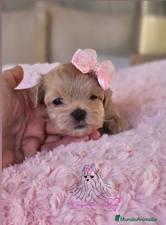 Maltipoo perros - Anuncio 1