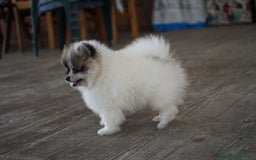 Pomerania perros en venta: 🐾 Roscón, Monk y Prodigy – Pomerania únicos 🐾 - Imagen 1