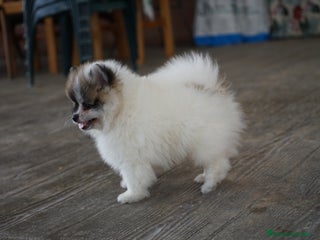 Pomerania perros - Anuncio 28
