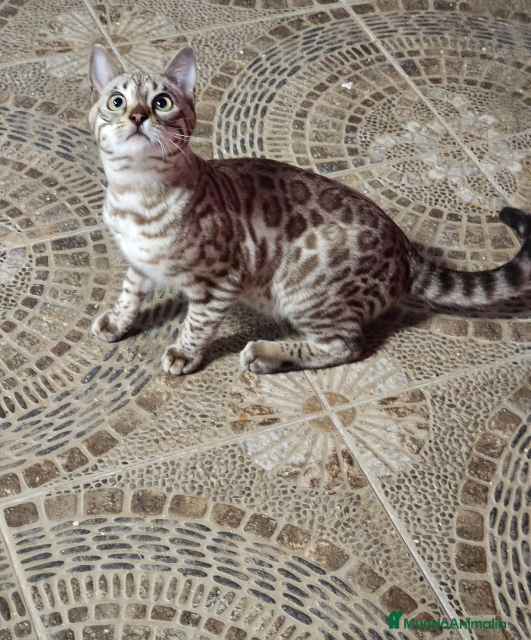 Bengalí gatos en venta: Macho Bengalí Silver  - Anuncio 4