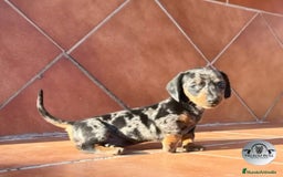 Teckel Miniatura perros en venta: Cachorros teckel arlequin chocolate  - Anuncio 5