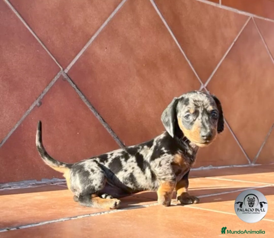 Teckel Miniatura perros en venta: Cachorros teckel arlequin chocolate  - Anuncio 5