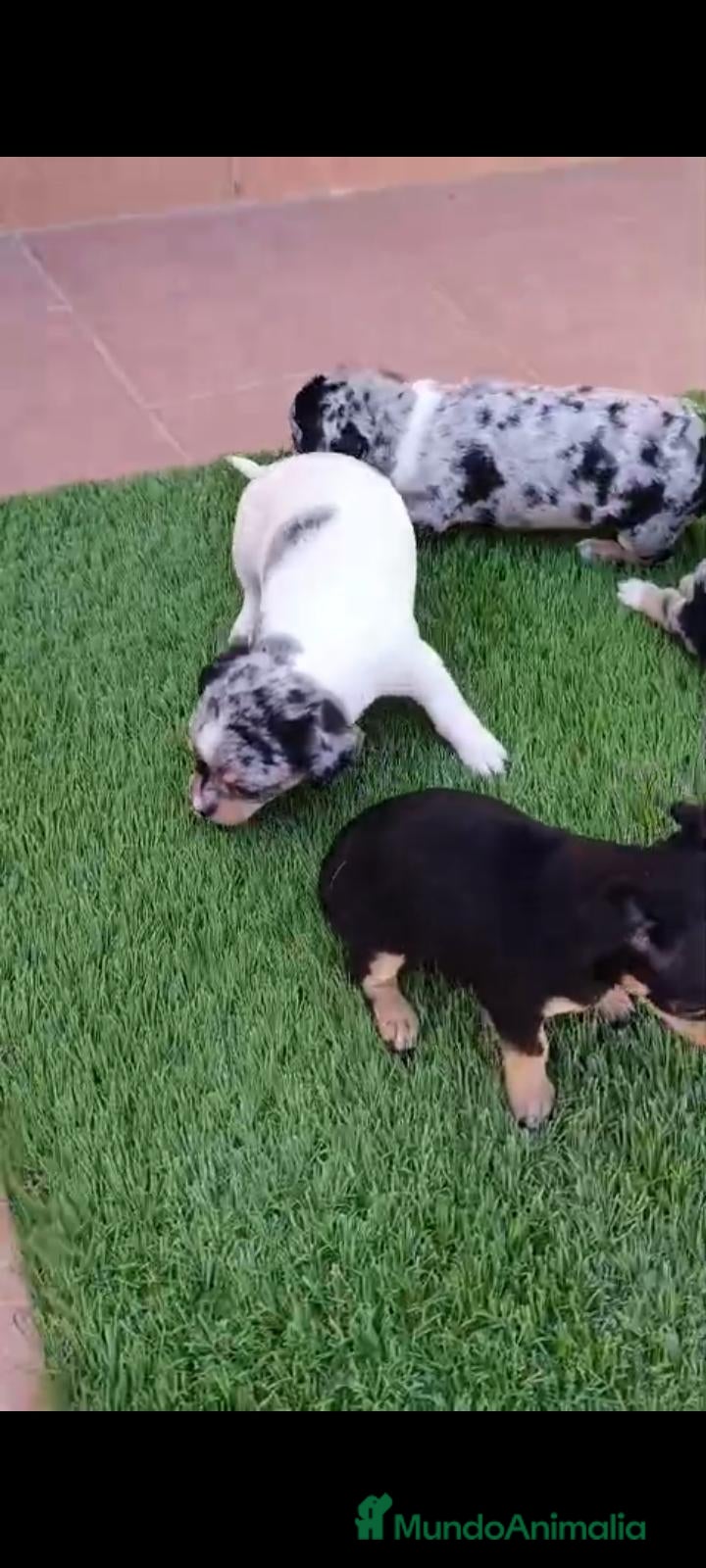 Chihuahua perros Camada Luna Chihuahua  - Anuncio 1