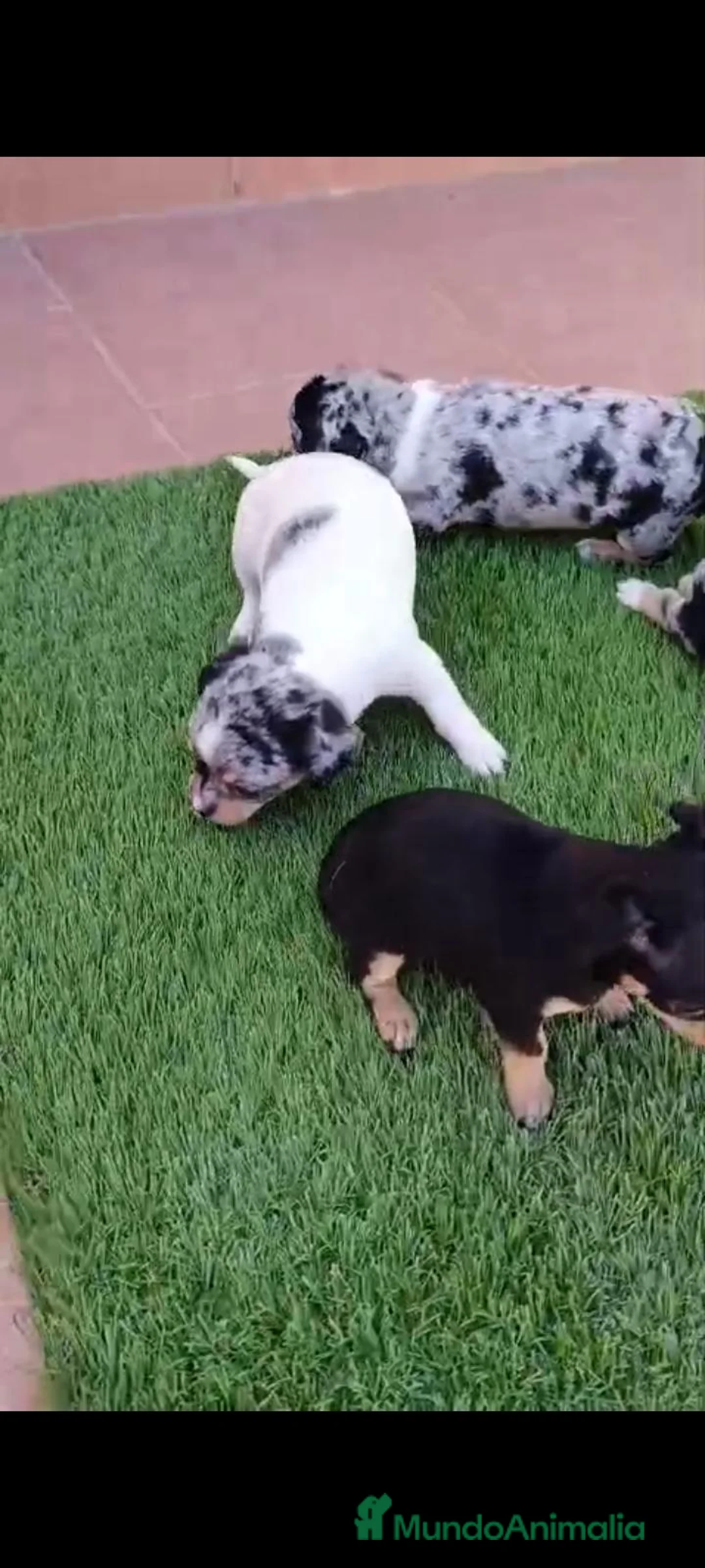 Chihuahua perros en venta: Camada Luna Chihuahua  - Anuncio 1