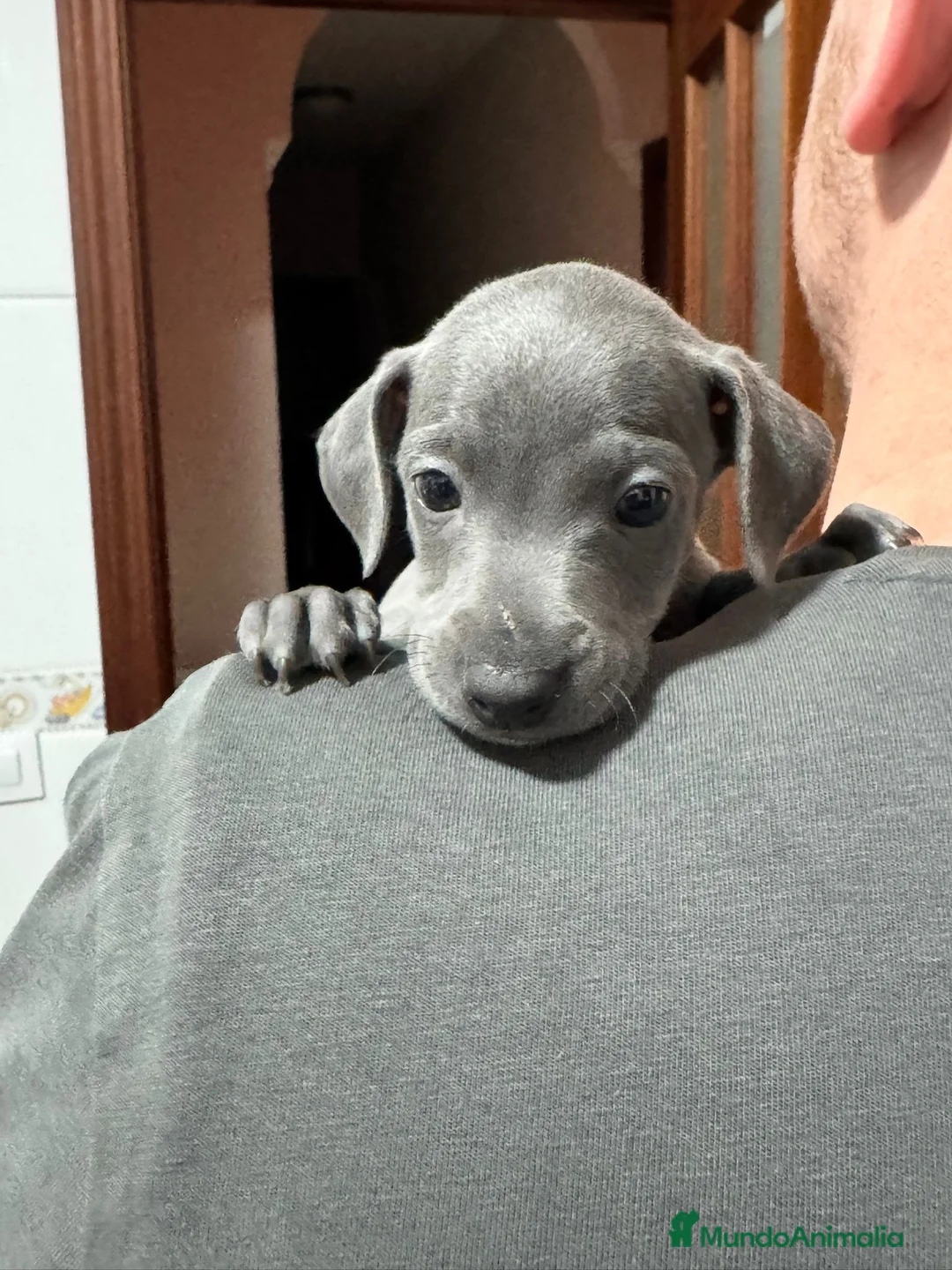 Pequeño Lebrel Italiano perros en venta: CACHORROS DE PICCOLO LEBRLE ITALIANO BLUE  - Anuncio 1