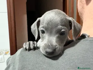 Pequeño Lebrel Italiano perros en venta: CACHORROS DE PICCOLO LEBRLE ITALIANO BLUE - Anuncio 1