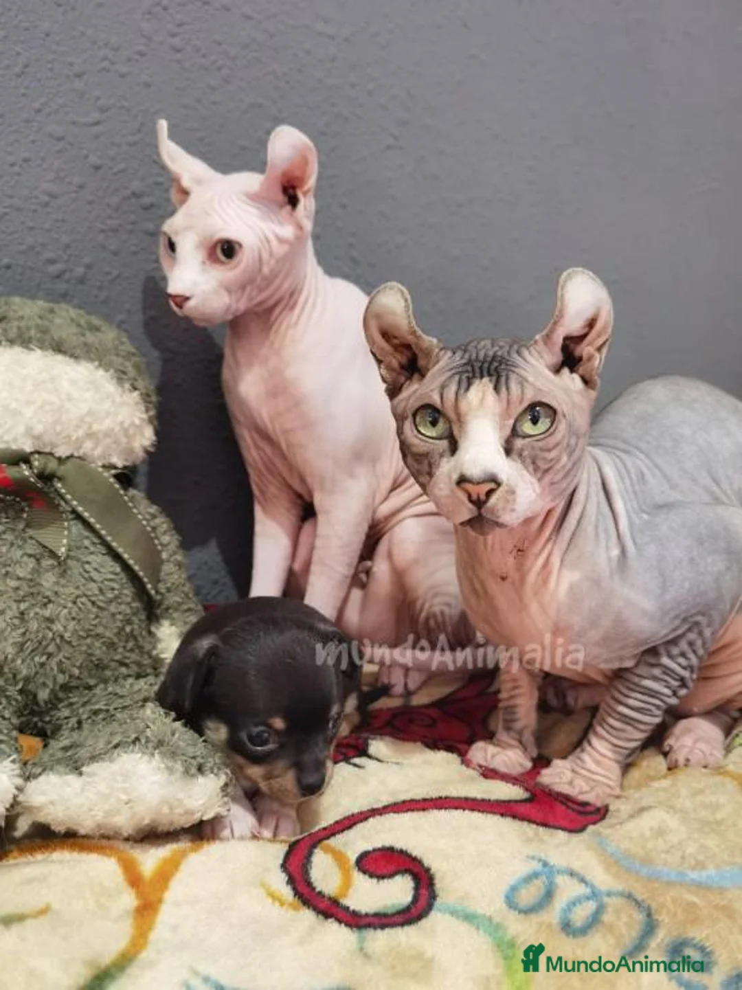 Imagen de galería {{count}}