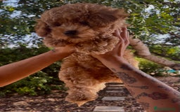 Caniche Toy perros en venta: Caniche toy Apricot  - Imagen 6