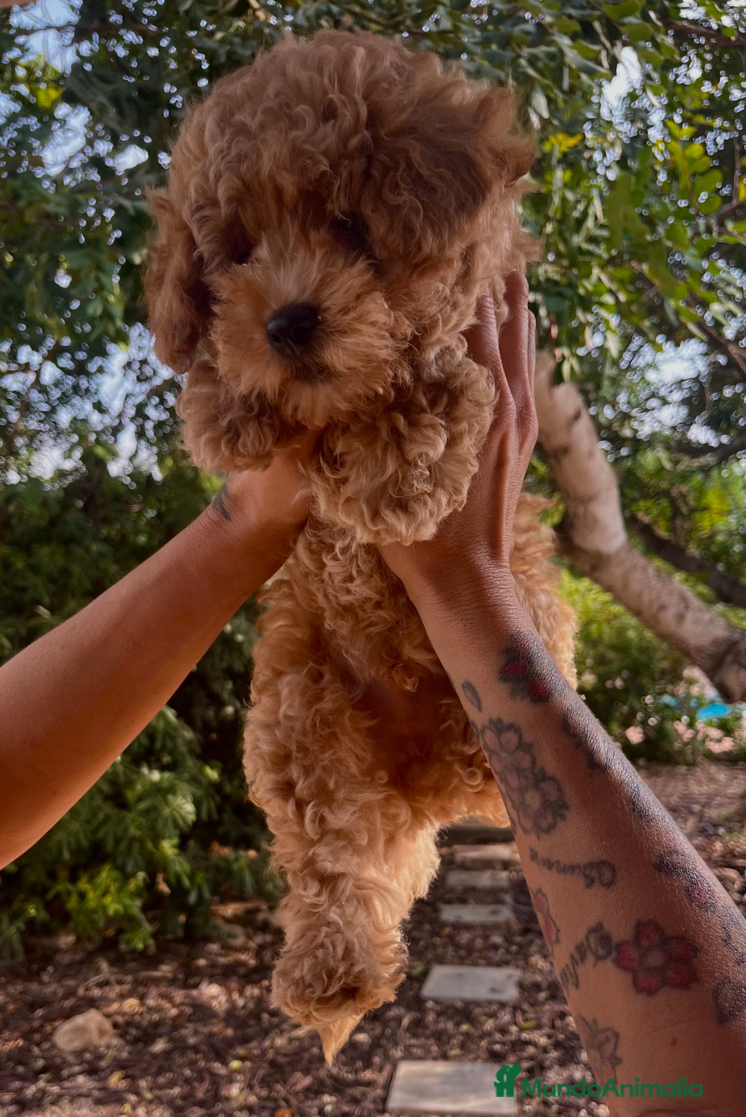 Caniche Toy perros en venta: Caniche toy Apricot  - Imagen 6
