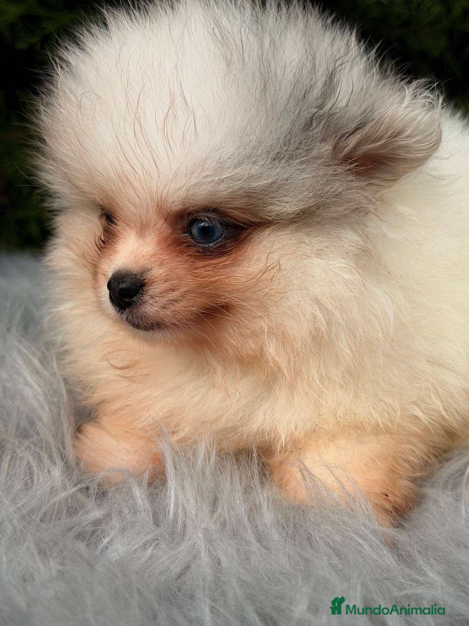 Pomerania perros Pomerania ojos azules - Anuncio 2