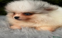 Pomerania perros en venta: Pomerania ojos azules - Anuncio 2