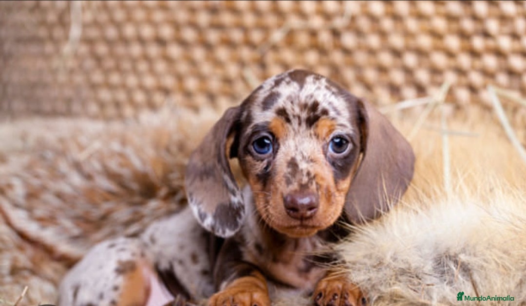 Teckel Miniatura perros en venta: hembritas cachorras de teckel  kaninchen  - Imagen 1