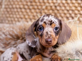 Teckel Miniatura perros - Anuncio 20