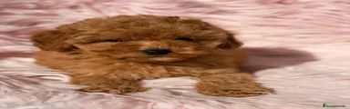 Maltipoo 1
