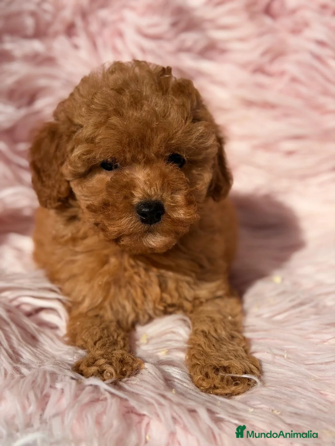 Maltipoo perros en venta: Hembra maltipoo roja - Anuncio 2