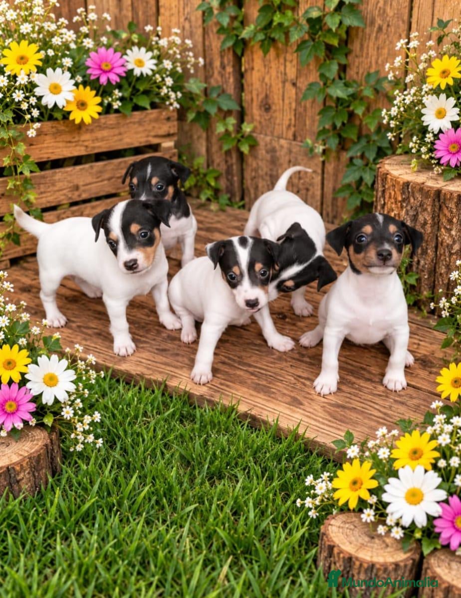 Ratonero Bodeguero Andaluz perros Ratonero bodeguero andaluz  - Anuncio 1