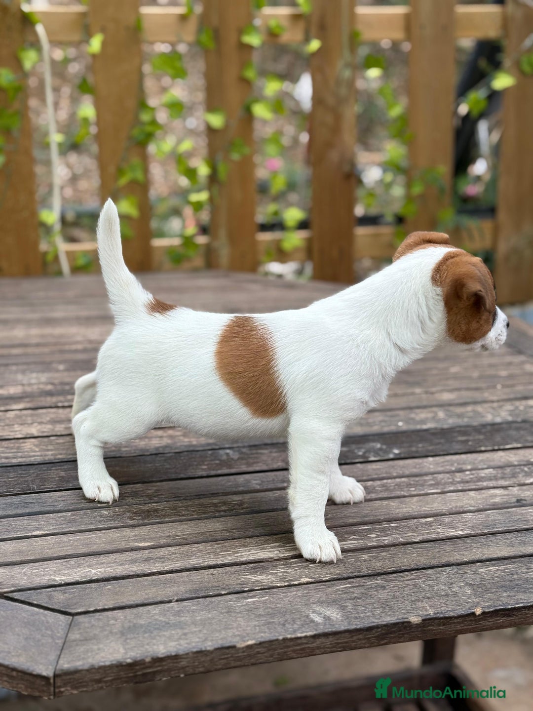 Jack Russell Terrier perros en venta: Jack Russell juguetones bicolor preciosos  - Anuncio 3
