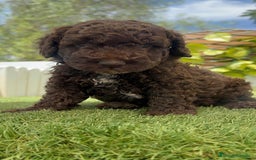 Perro de Agua Español perros en venta: PERRO DE AGUA ESPAÑOL - Imagen 16