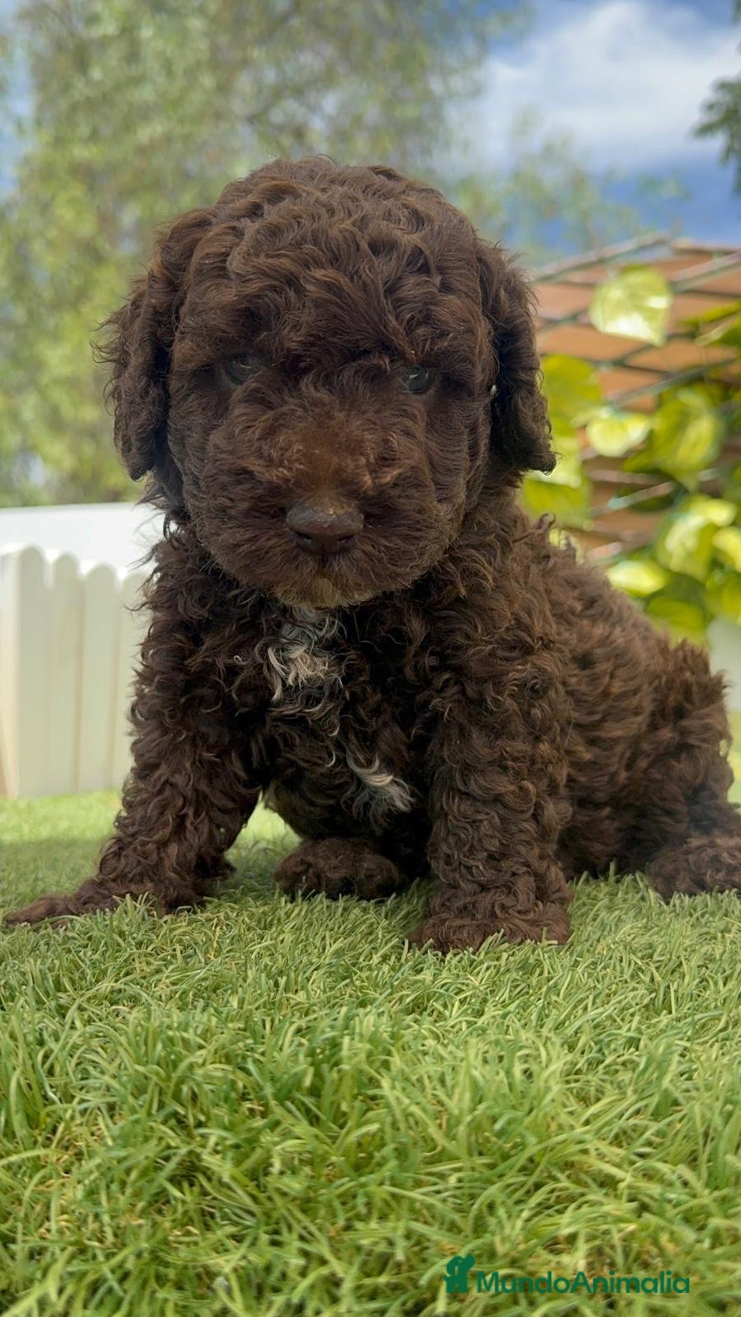 Perro de Agua Español perros en venta: PERRO DE AGUA ESPAÑOL - Imagen 16
