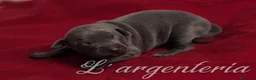 Pequeño Lebrel Italiano perros en venta: Camada Leberel Italiano - Anuncio 2
