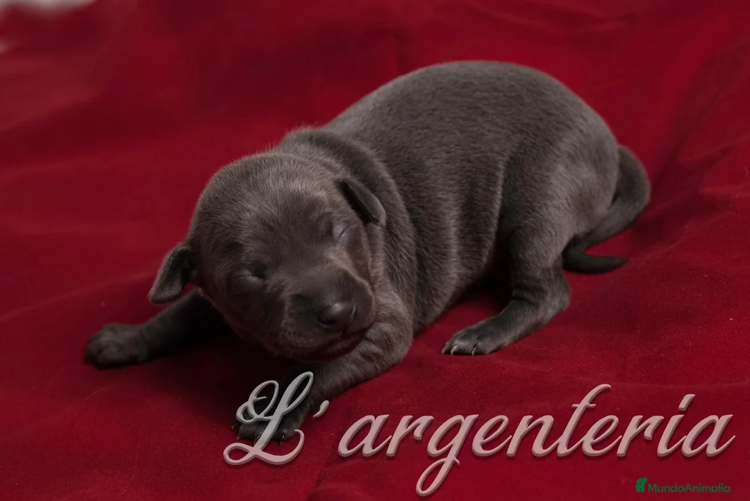 Pequeño Lebrel Italiano perros en venta: Camada Leberel Italiano - Anuncio 2