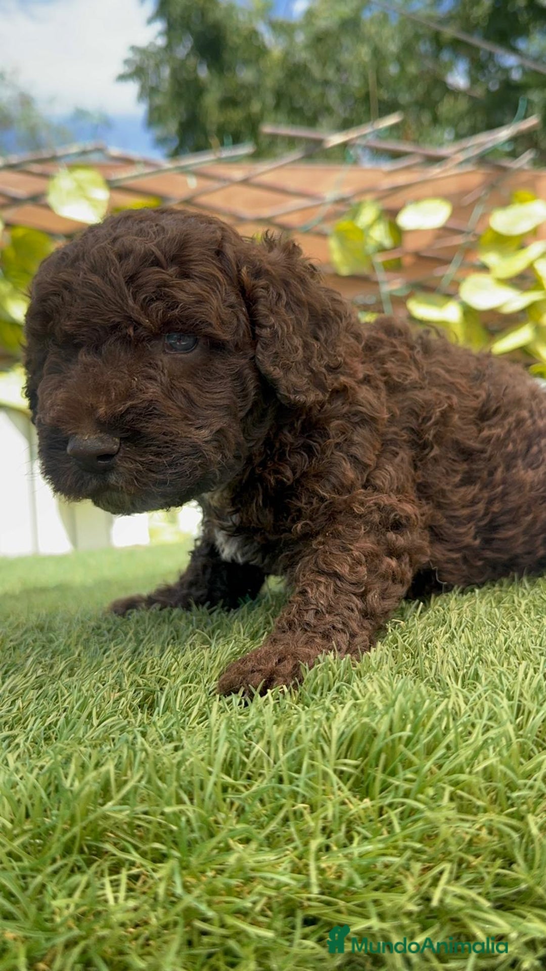 Perro de Agua Español perros en venta: PERRO DE AGUA ESPAÑOL - Imagen 20