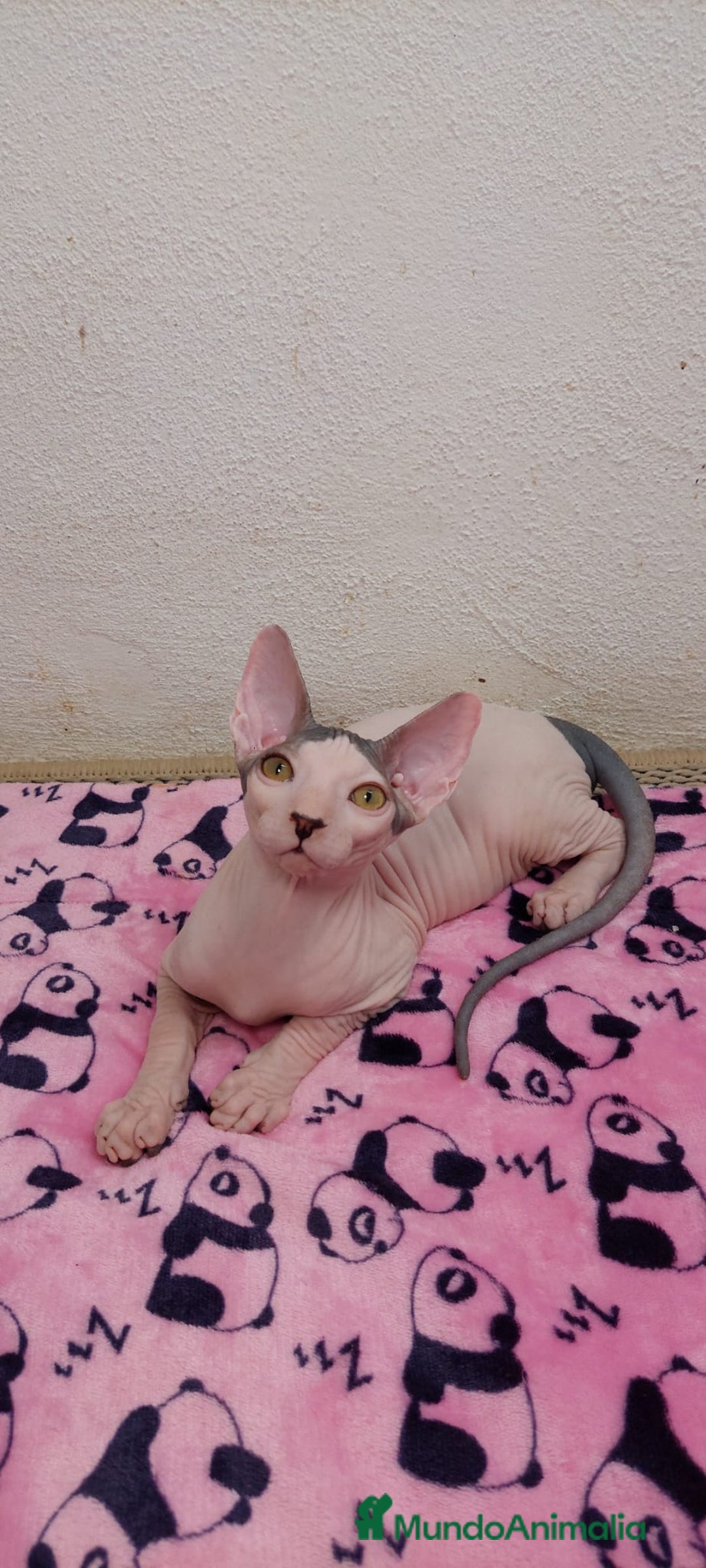 Sphynx gatos en venta: Preciosa camada lista para entregar  - Imagen 17