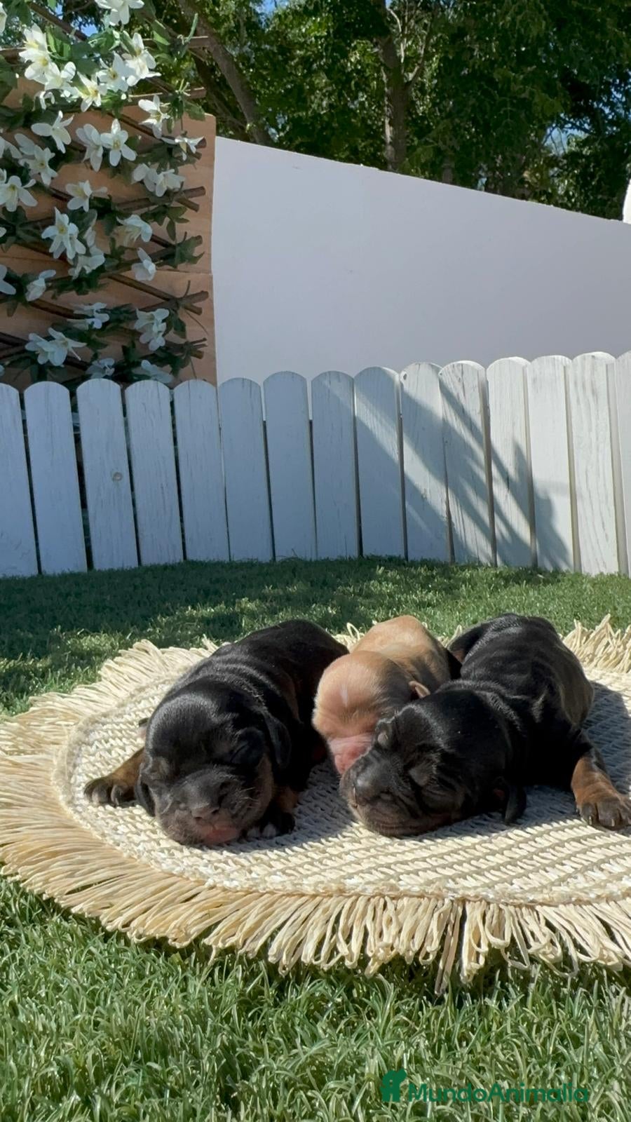 Cocker Spaniel Inglés perros Cocker spaniel inglés 🎀 - Anuncio 1