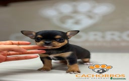 Chihuahua perros en venta: Chihuhua - Anuncio 2