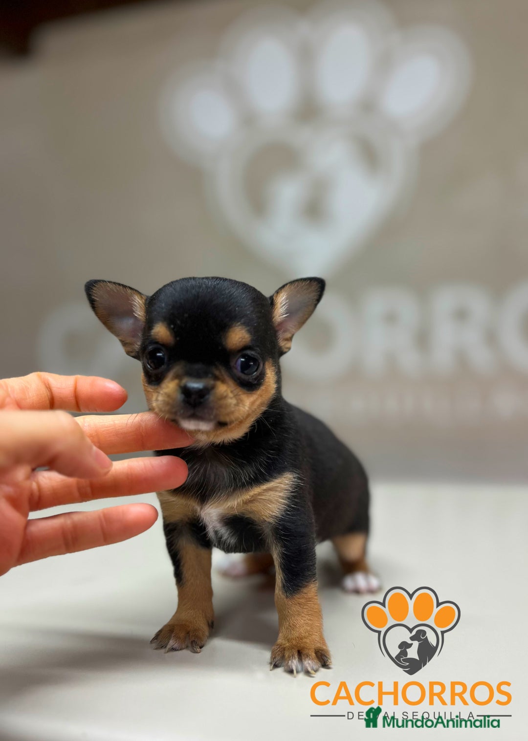 Chihuahua perros en venta: Chihuhua - Anuncio 2