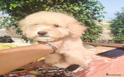 Caniche Toy perros en venta: Caniche Toy - Imagen 12