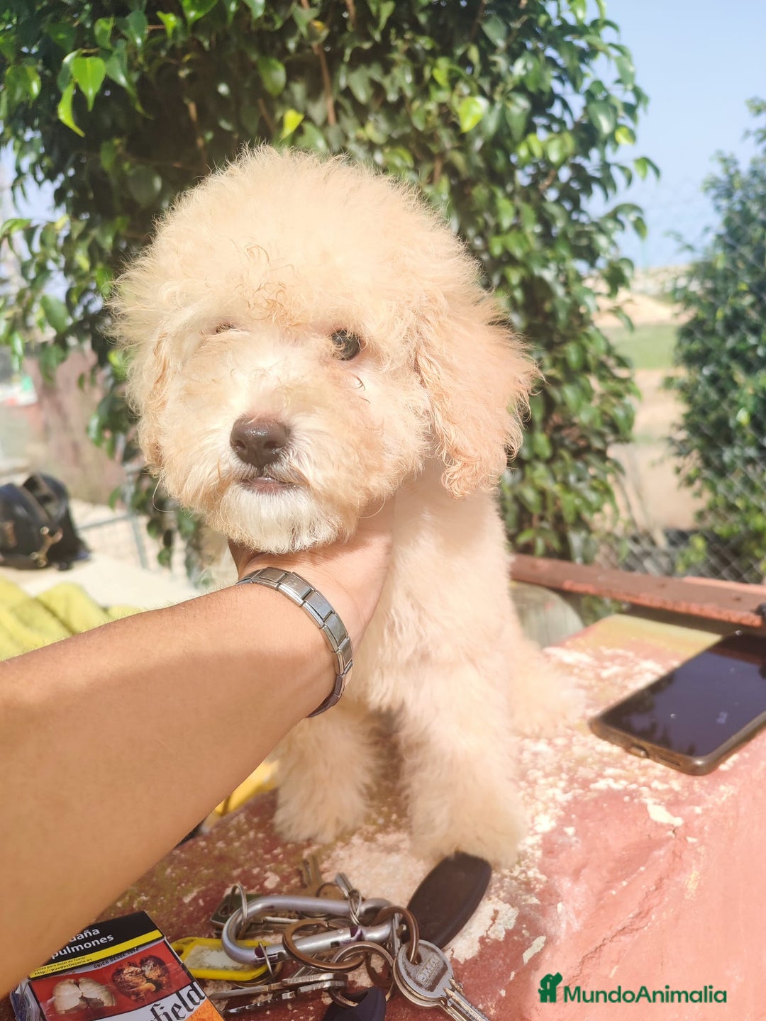 Caniche Toy perros en venta: Caniche Toy - Imagen 12