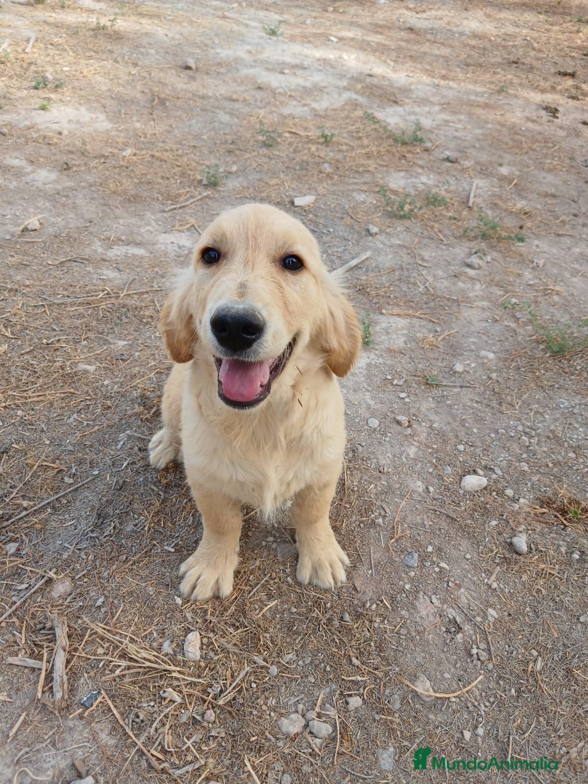 Golden Retriever perros GOLDEN RETRIEVER  - Anuncio 1