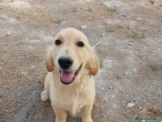 Golden Retriever perros GOLDEN RETRIEVER - Anuncio 1