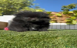 Pomerania perros en venta: POMERANIA HEMBRA - Imagen 3