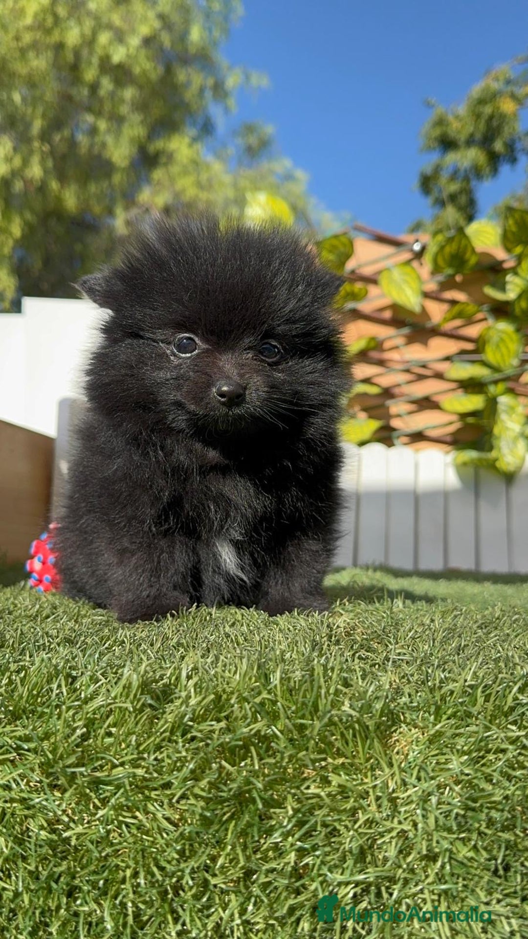 Pomerania perros en venta: POMERANIA HEMBRA - Imagen 3