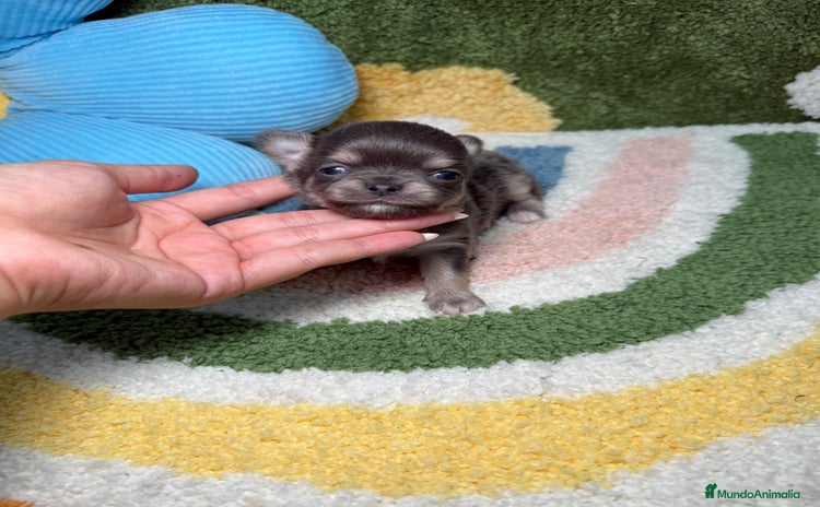 Chihuahua perros - Propaganda 12