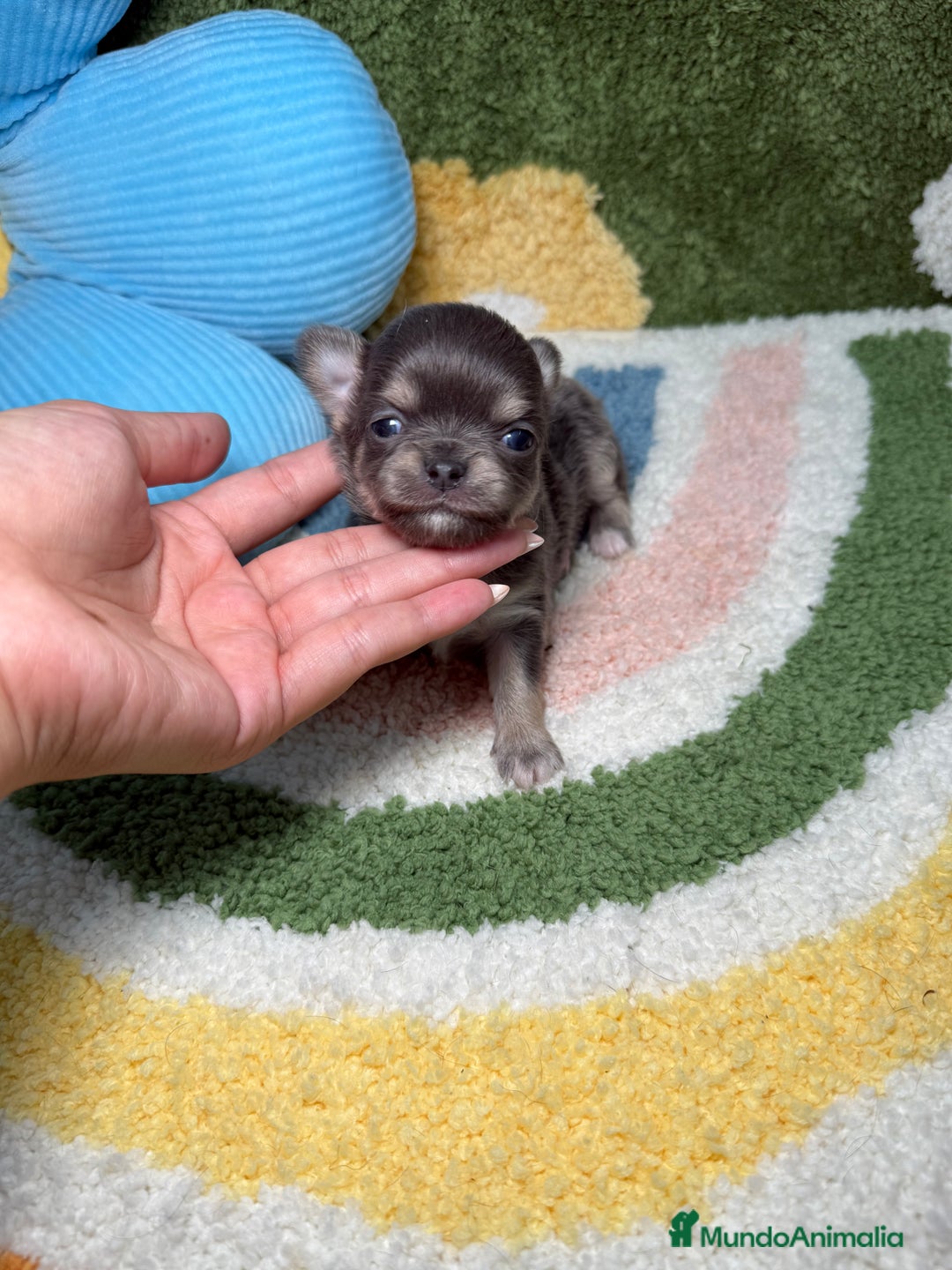 Chihuahua perros en venta: Chihuahua Pelo Largo Lilac  - Imagen 1