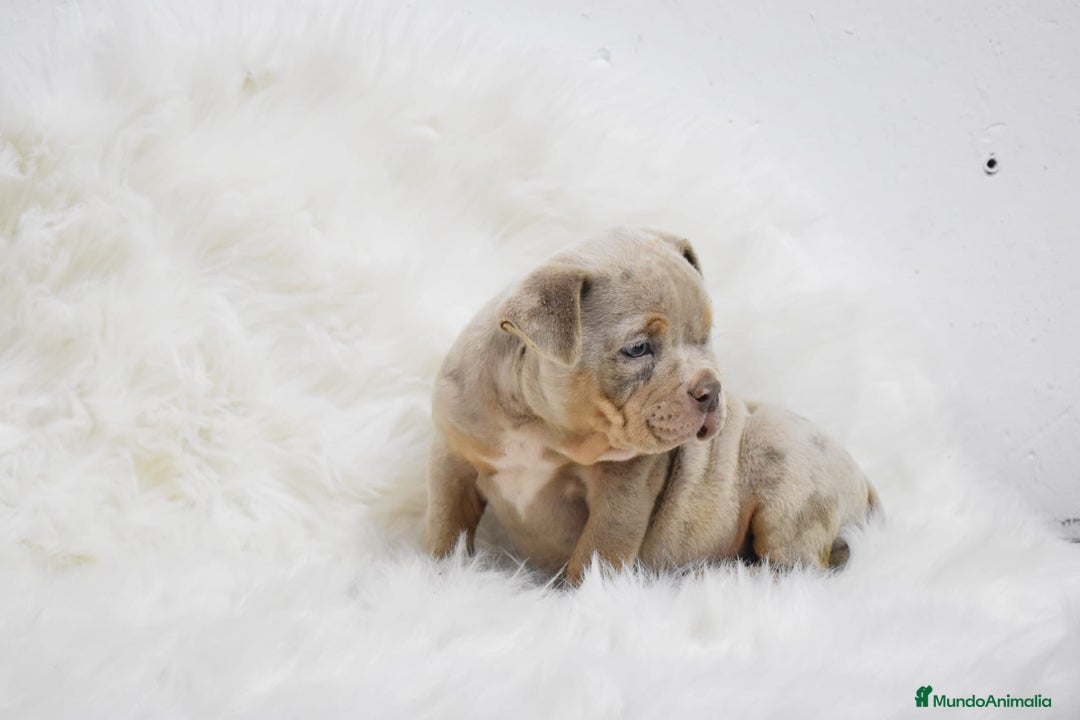 American Bully perros en venta: american bully  - Anuncio 3