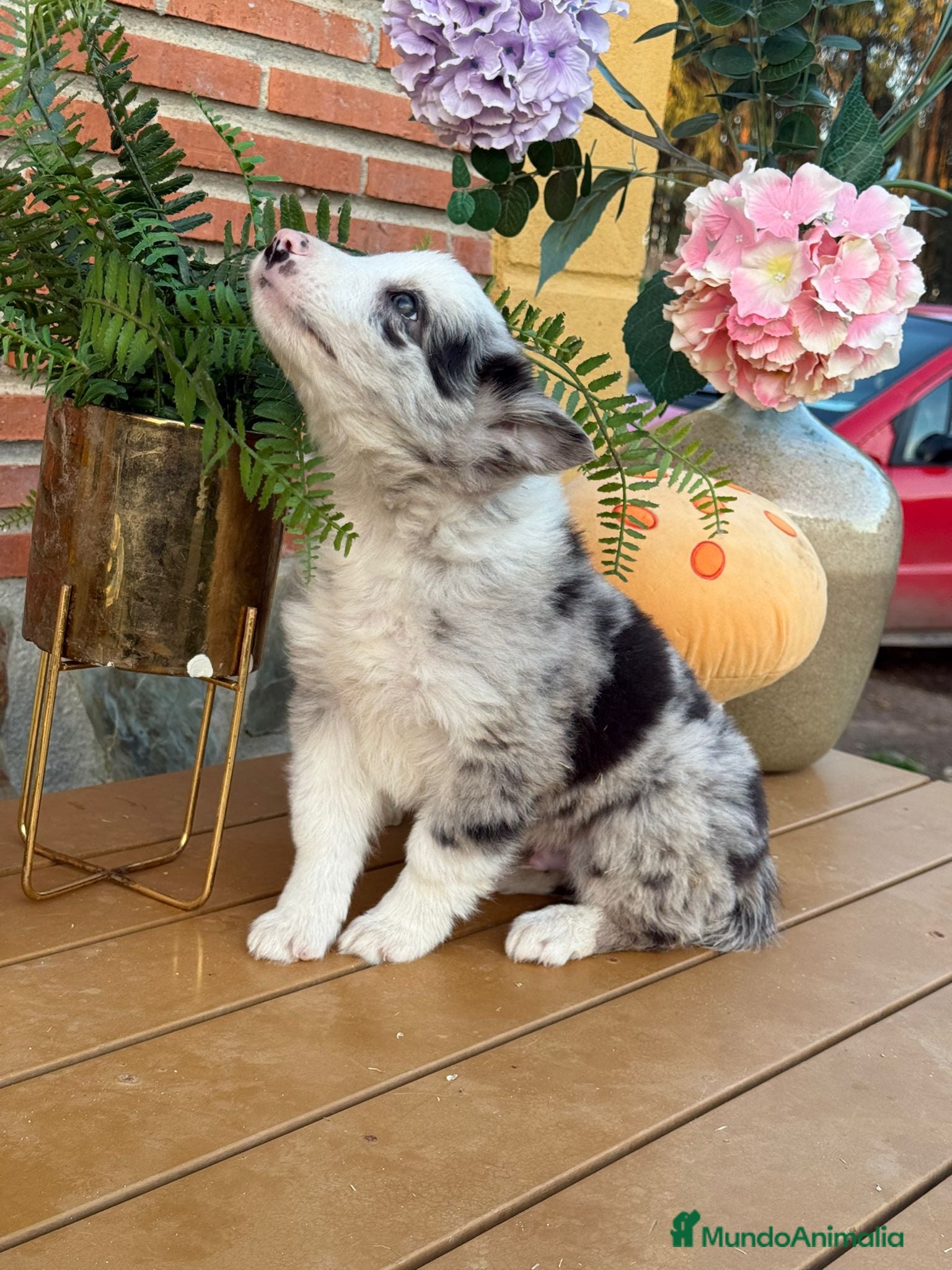 Border Collie perros Border collie varios colores - Anuncio 1