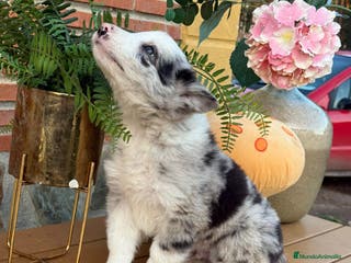 Border Collie perros Border collie hembra blue merle - Anuncio 15