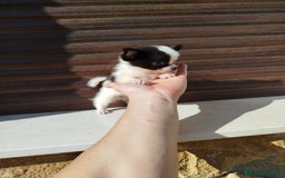 Chihuahua perros en venta: Chihuahua toy  - Imagen 2
