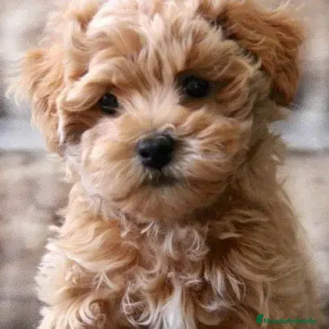 Maltipoo perros CACHORRO MALTIPOO - Anuncio 3