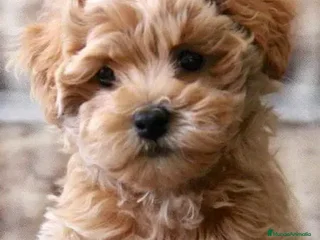 Maltipoo perros CACHORRO MALTIPOO - Anuncio 1