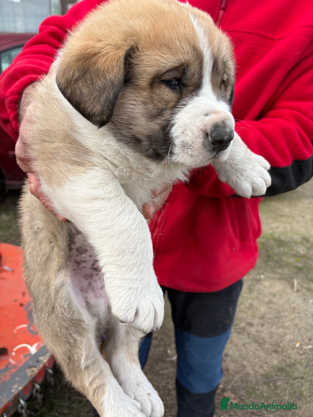 Mastín Español perros en venta: Mastín Español cachorro macho  - Anuncio 3