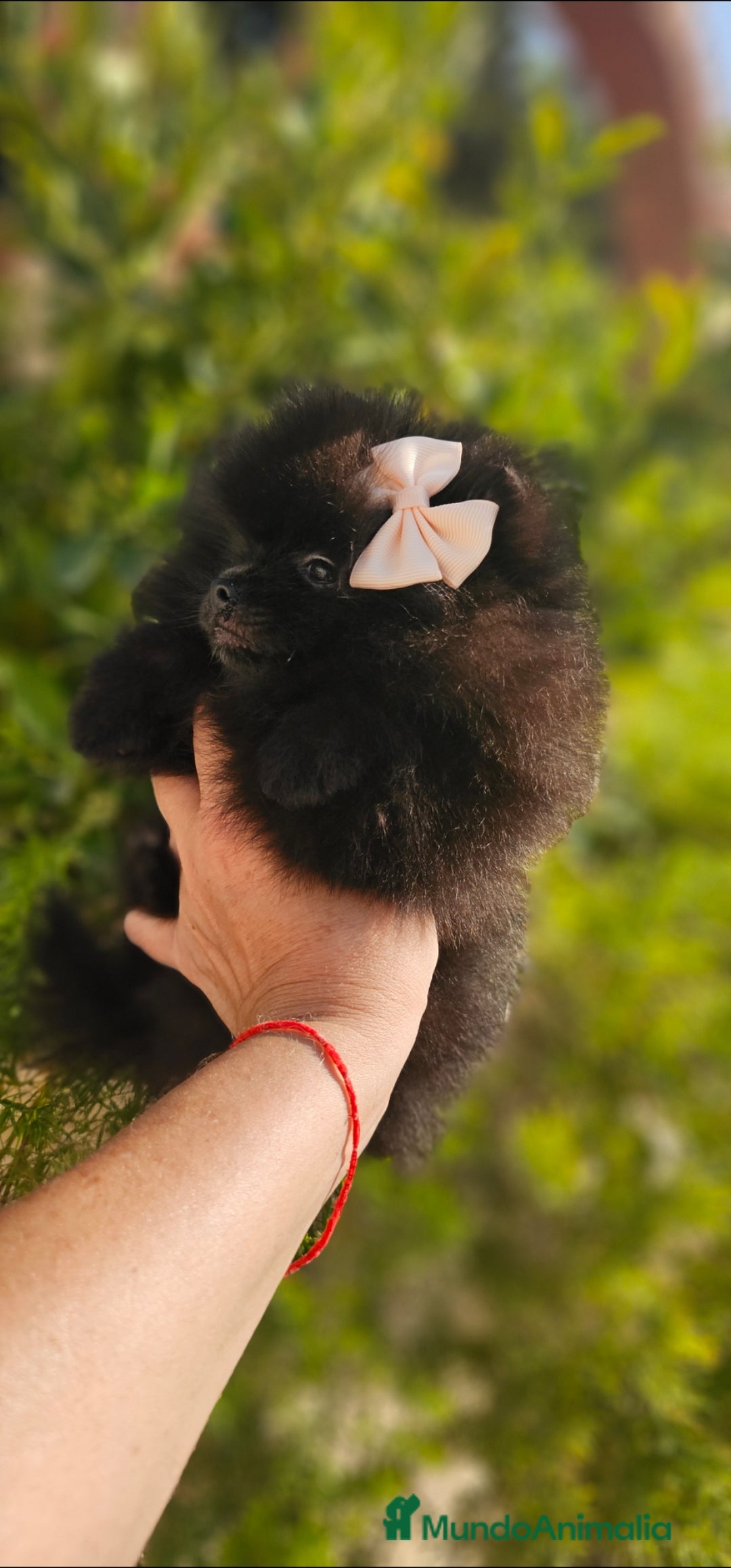 Pomerania perros en venta: Pomerania hembra  - Imagen 1